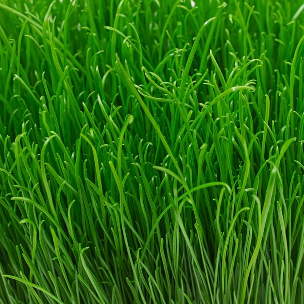 Juicy young green grass texture