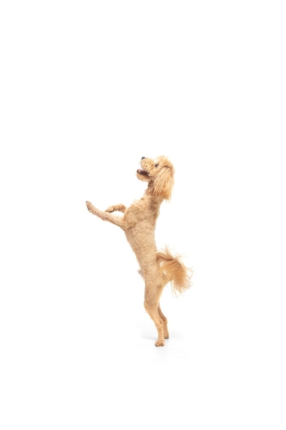 Copyspace와 흰색 스튜디오 배경에 고립 점프 재미 곱슬 개. 액션, 모션, 애완 동물 사랑 개념. Purebreed 국내 강아지. 움직임과 행복.