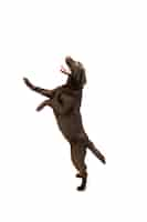 Free photo jumping high. the brown, chocolate labrador retriever playing on white studio.