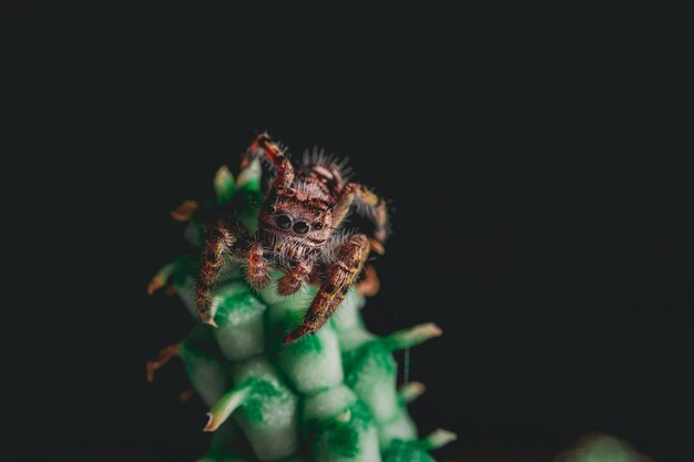 Jumping Spider on a Houseplant