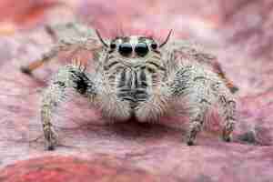 Free photo jumping spider hyllus