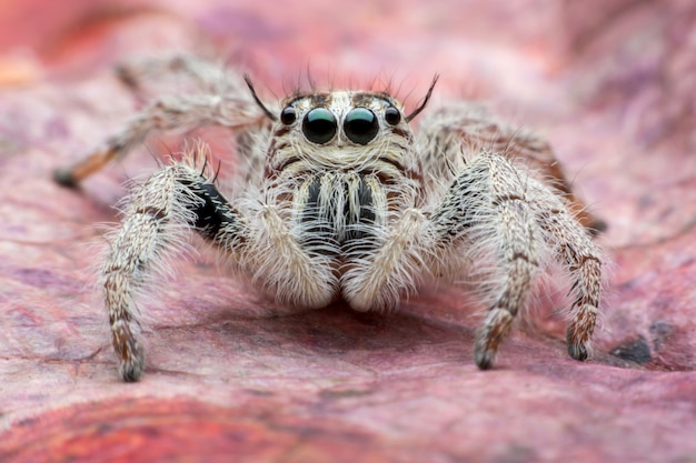 Jumping spider Hyllus