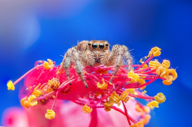 Free photo jumping spider in nature