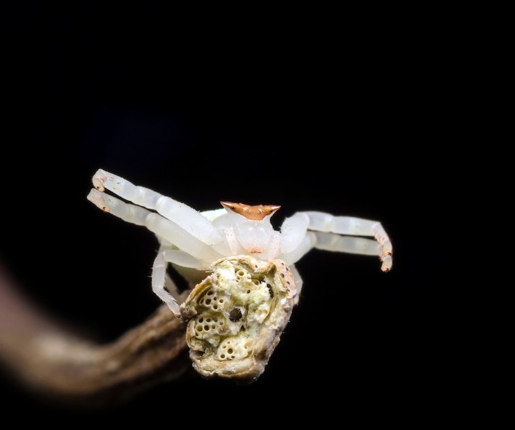 Free Photo jumping spider in nature