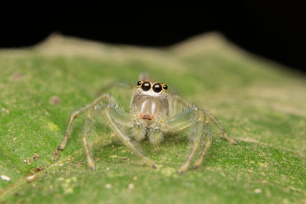 Jumping spider predator nature habitat 