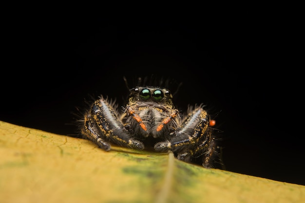 Free photo jumping spider predator nature habitat