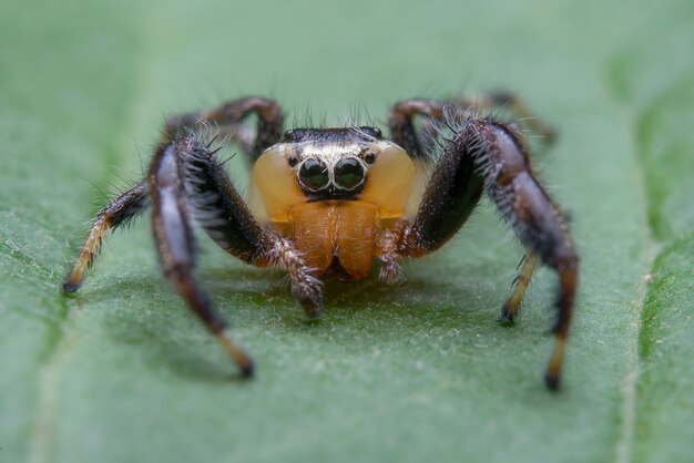 Jumping spider