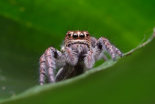 Jumping spider