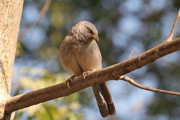 Jungle babbler perched on a tree branch