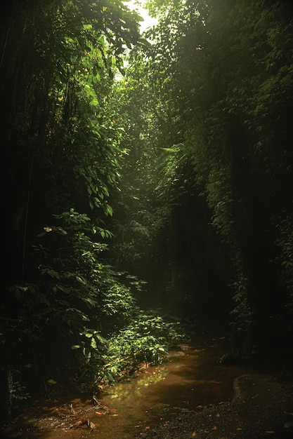 jungle bali indonesia