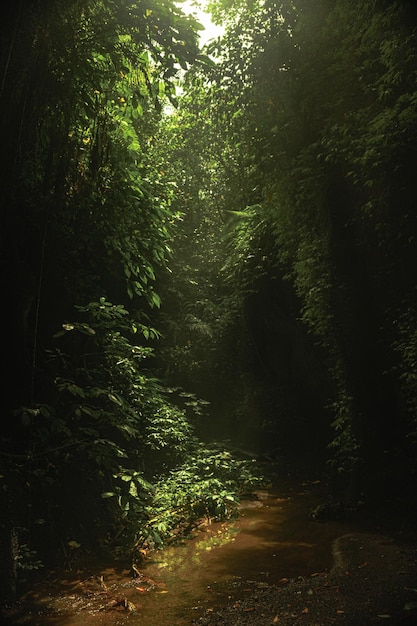 정글 발리 인도네시아