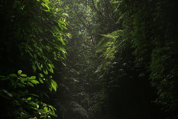정글 발리 인도네시아