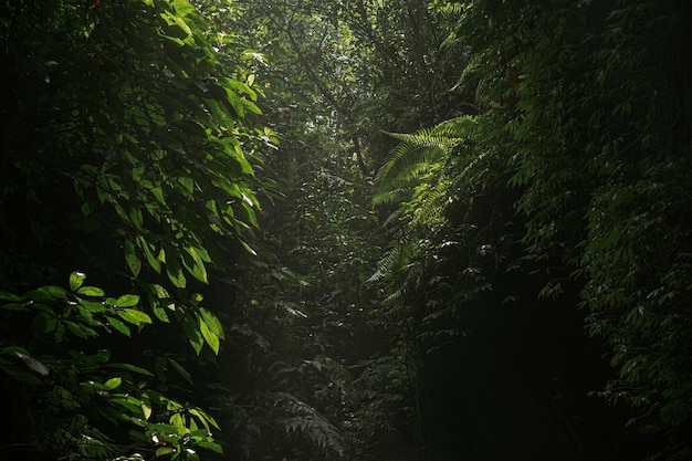 jungle bali indonesia