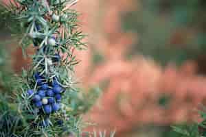 Foto gratuita ramo di ginepro con bacche blu su uno sfondo sfocato di felce