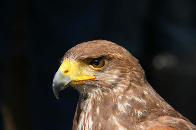 Juvenile honey buzzard head