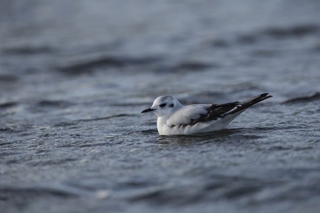 Чайка, Hydrocoloeus minutus, Larus minutus,