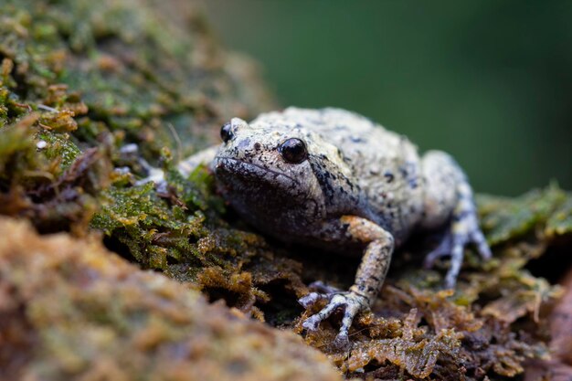 Kaloula baleata toad closeup on moss animal closeup Indonesian toad