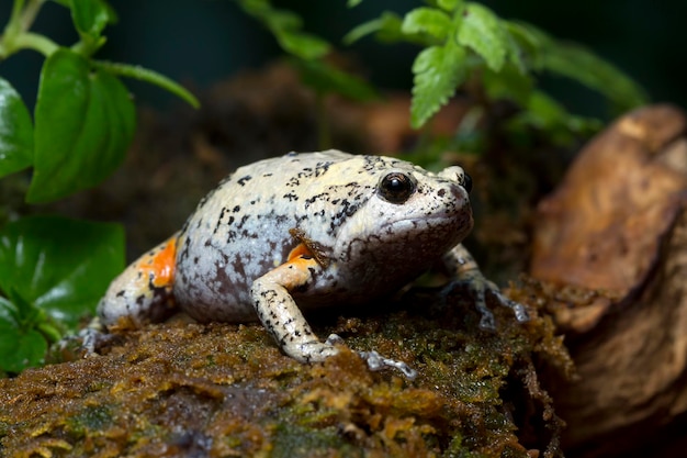 Бесплатное фото Жаба kaloula baleata крупным планом на моховом животном крупным планом индонезийская жаба