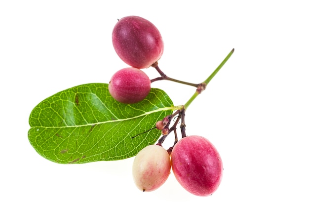Karanda 또는 carunda 과일 흰색 절연