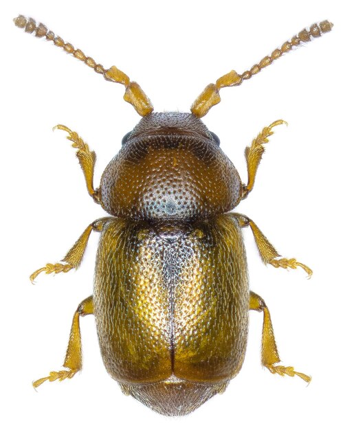 Kateretes pedicularius beetle specimen