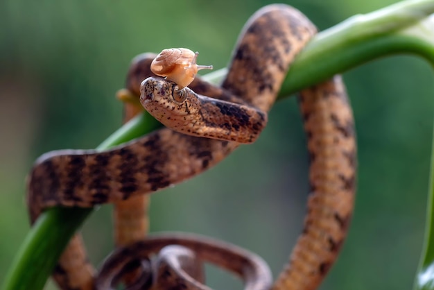 Keeled Slug Snake Pareas carinatus 전면 보기 Keeled Slug Snake 근접 촬영 머리