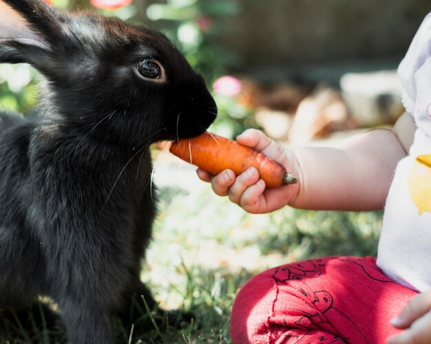 Kid feeding with carrot a black fluffy rabbit