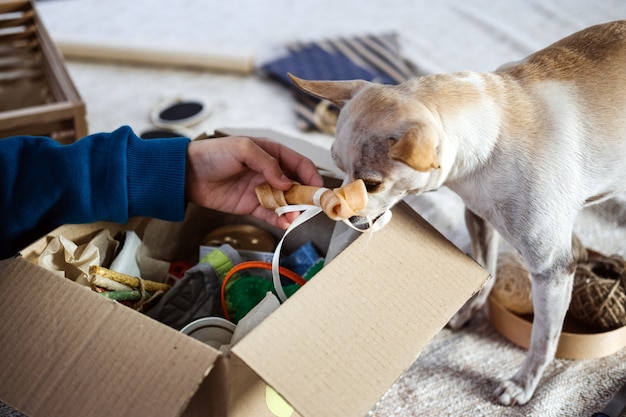 Дети кладут кость в коробку для домашних животных для собак, собаку чихуахуа и абонементную коробку для домашних животных с