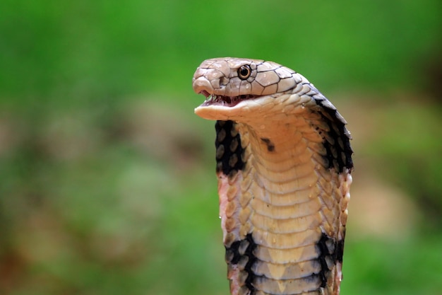 Primo piano del serpente cobra reale