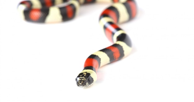 Foto gratuita re serpente su bianco