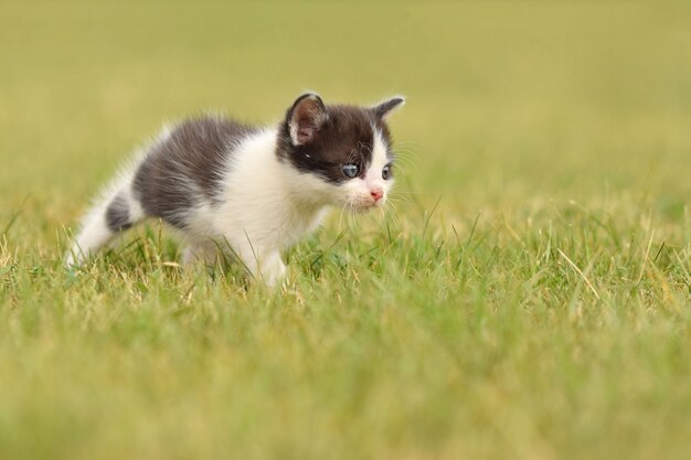 芝生の上で楽しんで子猫