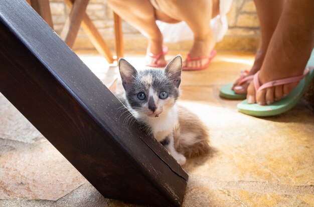 Kitten under a kitchen table looking straight  at the camera