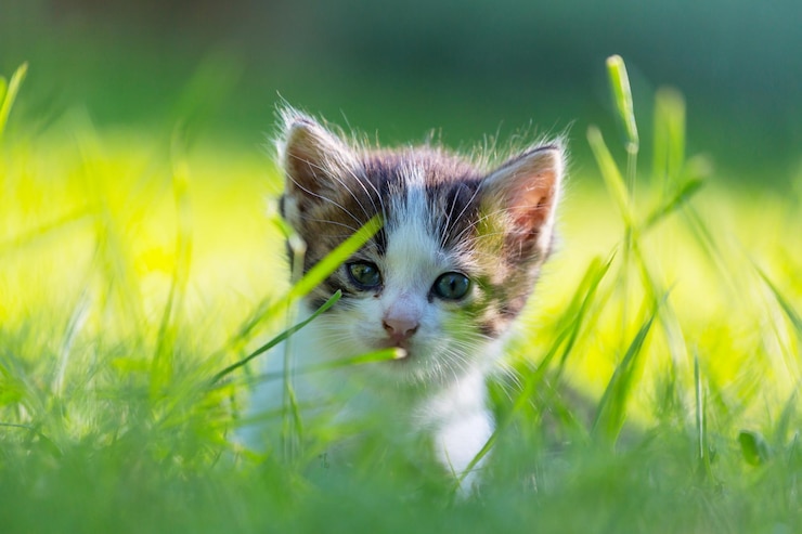 Бесплатный Фотография котенок