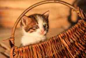 Free photo kitten