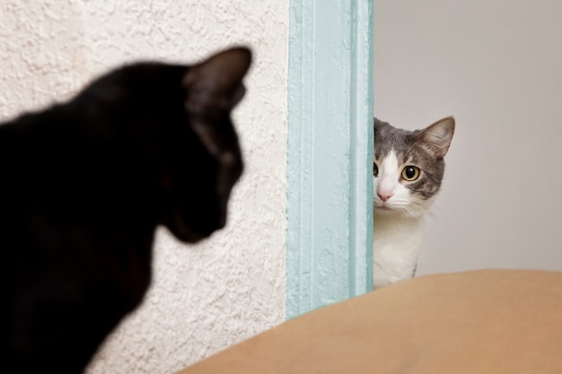 Котята смотрят друг на друга дома