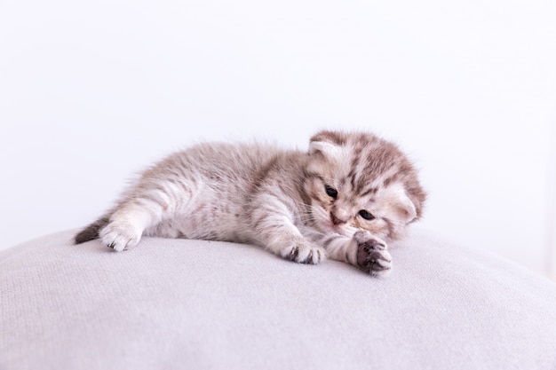 枕の上のキティ猫。