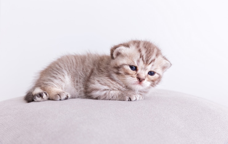 Free Photo kitty cat on the pillow.