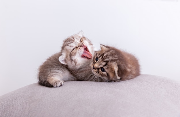 Kitty cats on the pillow.