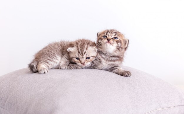 Kitty cats on the pillow.
