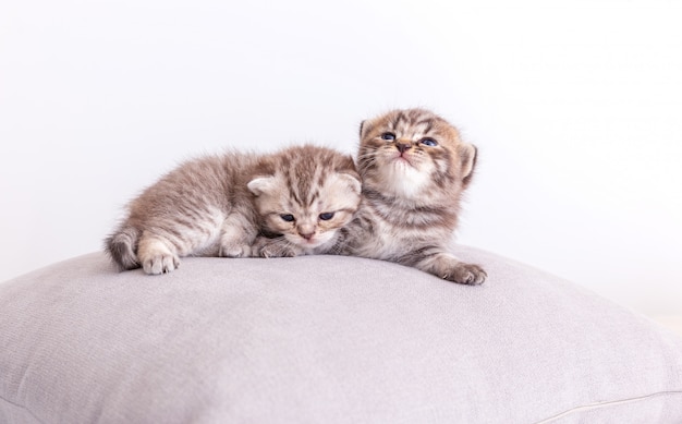 Кошечки на подушке.