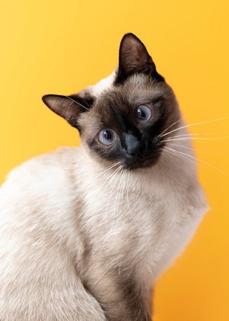 Kitty with monochrome wall behind her