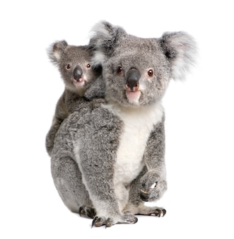 コアラ​と​彼女​の​赤ちゃん​-​phascolarctos cinereus