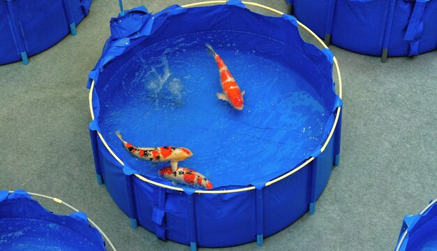 魚 写真 1 000 高画質の無料ストックフォト 魚 写真 1 000 高画質の無料ストックフォト