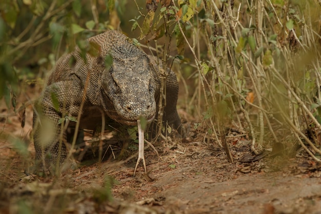 Комодский дракон в красивой природной среде обитания на известном острове в Индонезии