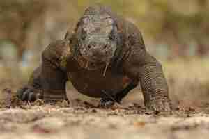 Free photo komodo dragon in the beautiful nature habitat on the famous island in indonesia