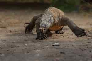 Free photo komodo dragon in the beautiful nature habitat on the famous island in indonesia