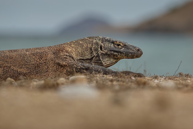 Комодский дракон в красивой природной среде обитания на известном острове в Индонезии