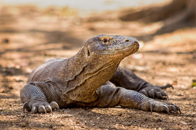 Komodo dragon close up