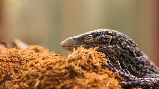 Free photo komodo dragon