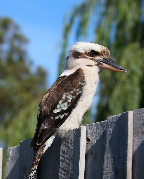 Foto gratuita kookaburra