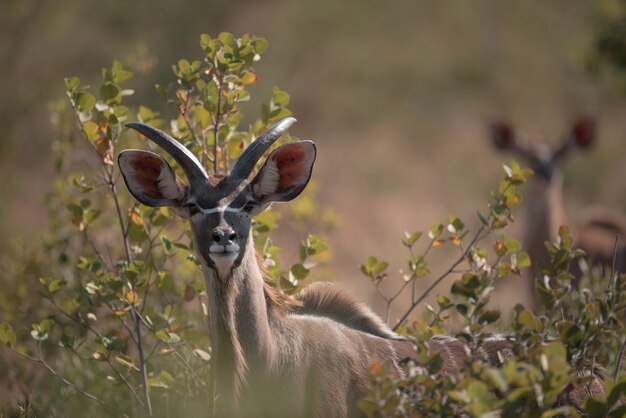 kudu looking among the branches